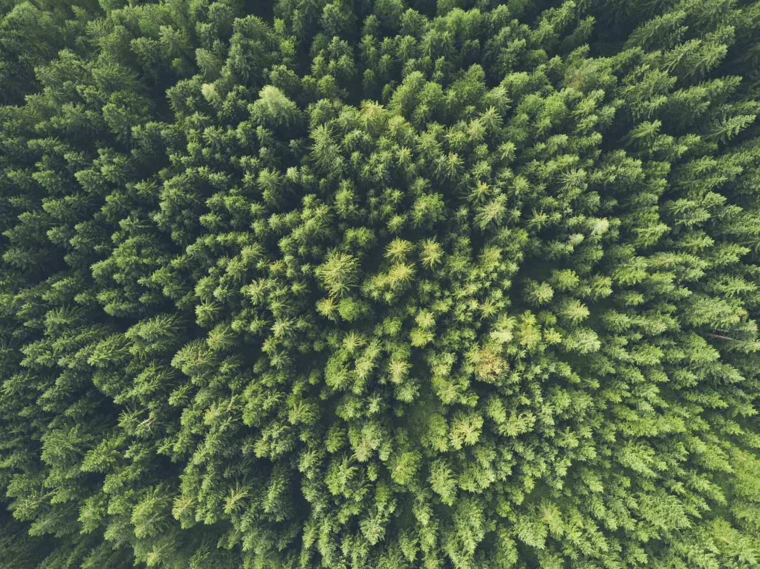 Overstory Vegetation AI