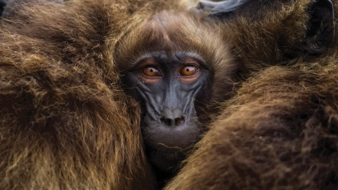 Earth Species Project