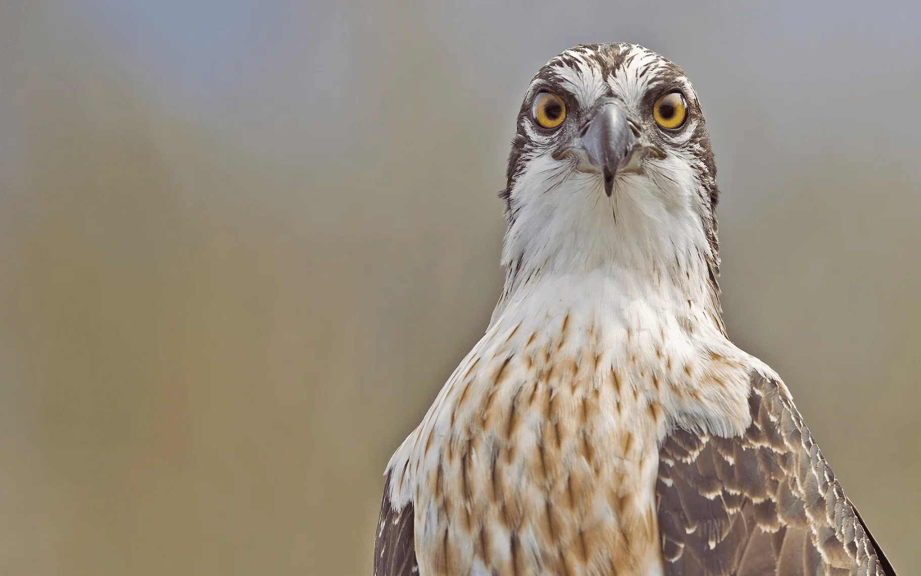Great Backyard Bird Count
