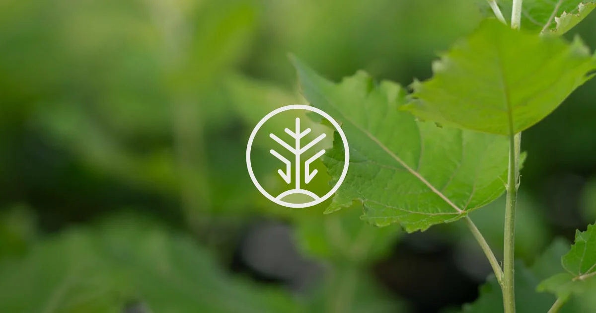 Living Carbon