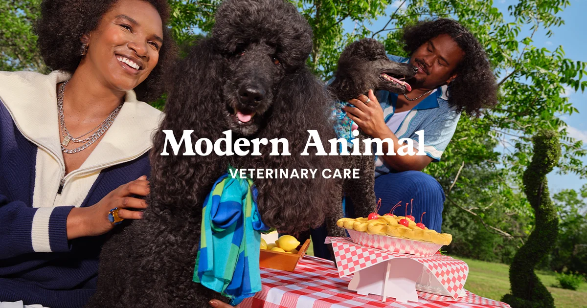 Modern Animal