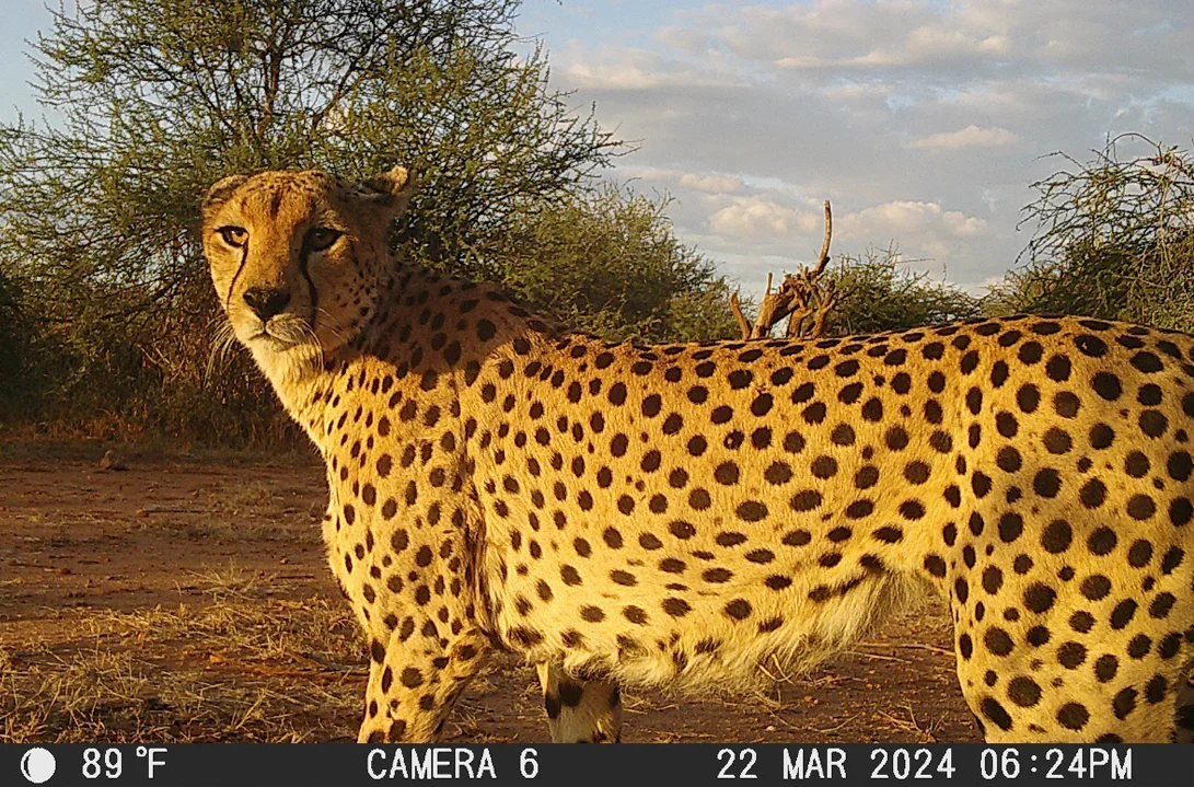 MorphoCam