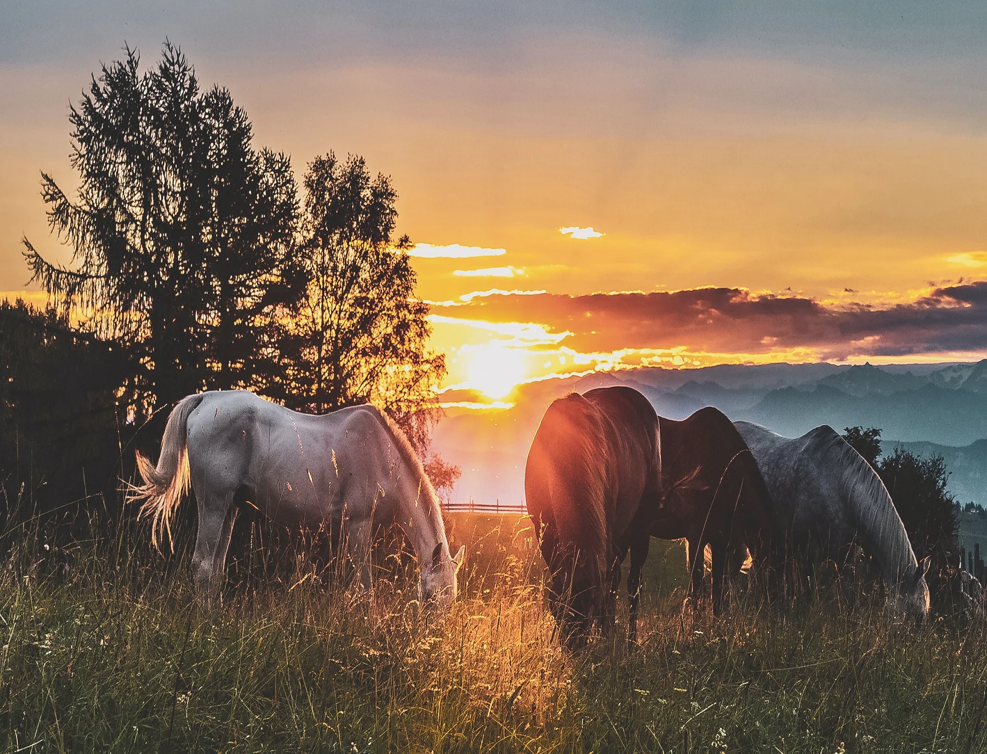 MotionPro Equine Tendon
