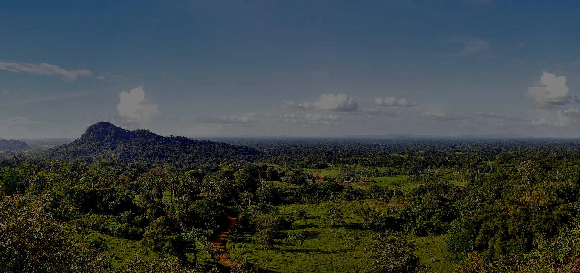 OpenForests