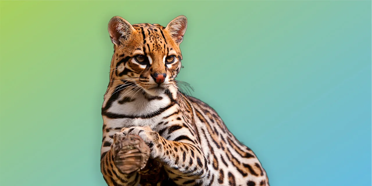 PyTorch Wildlife