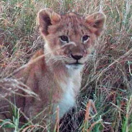 Snapshot Serengeti
