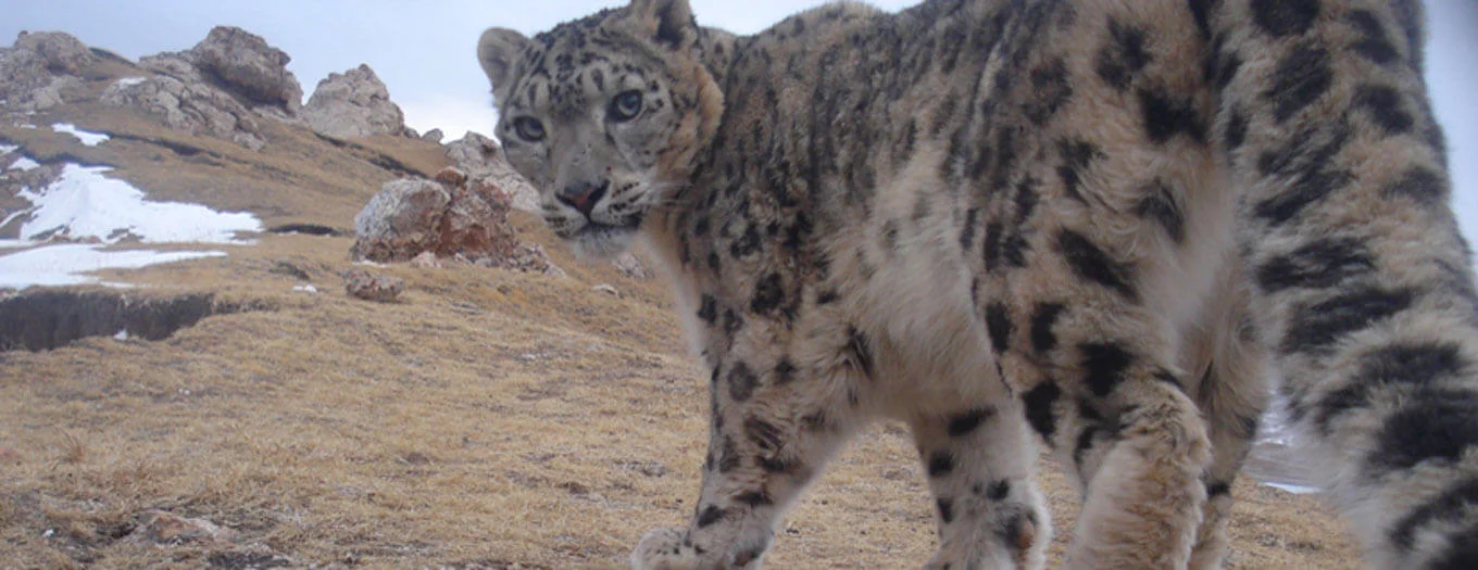 Snow Leopard Trust