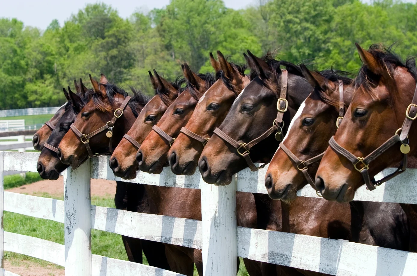 Stables Systems