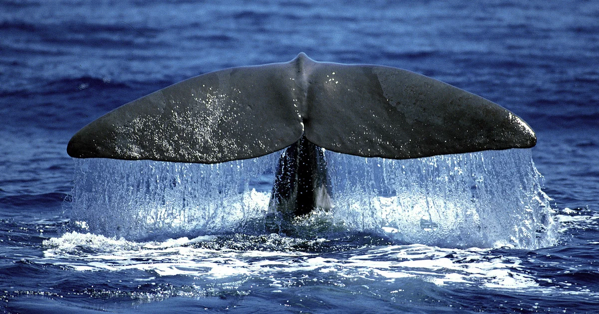 Whale Alert