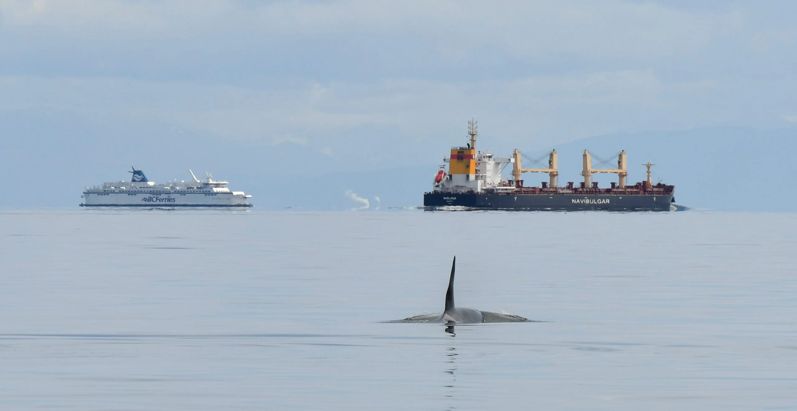 Whale Report Alert System