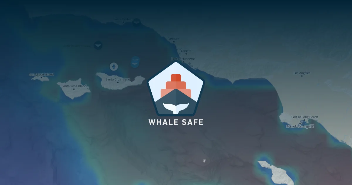 Whale Safe