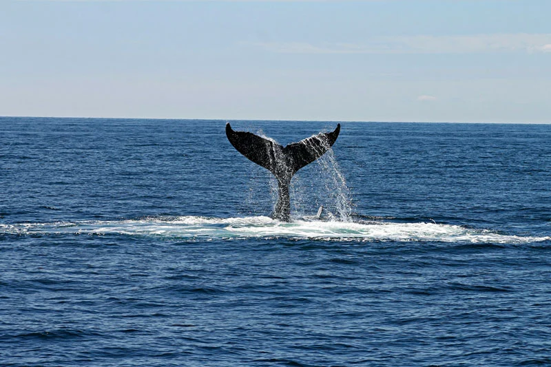 WhaleSpotter
