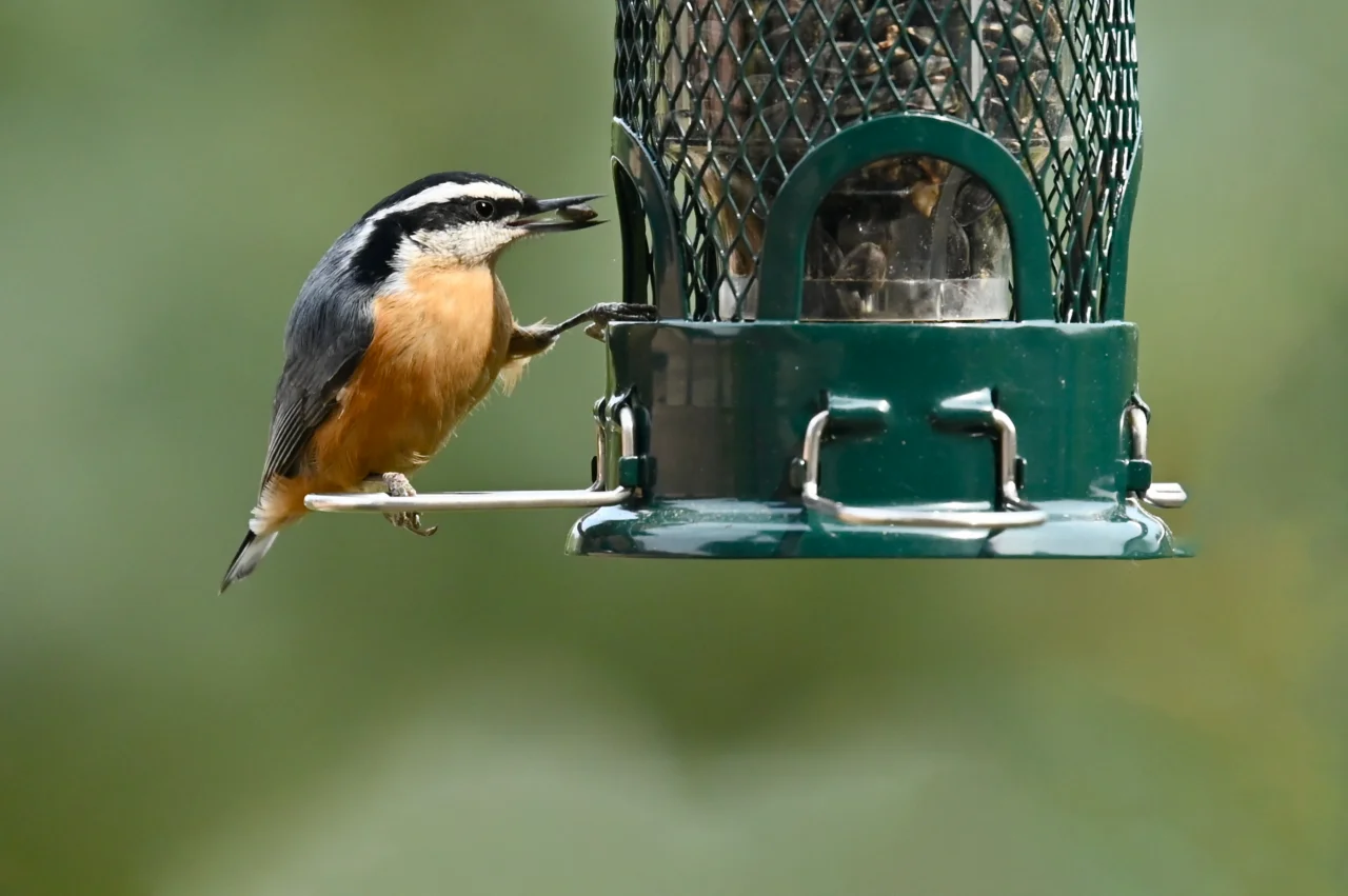 Project FeederWatch