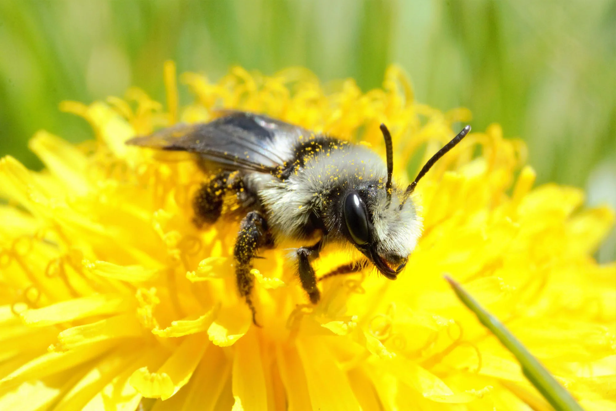 bee:wild