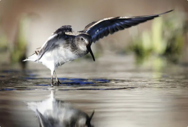 BirdReturns