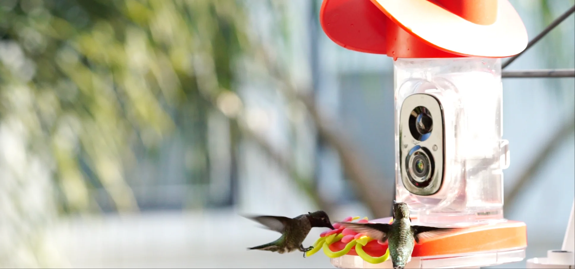 BirdSnap Smart Bird Feeder