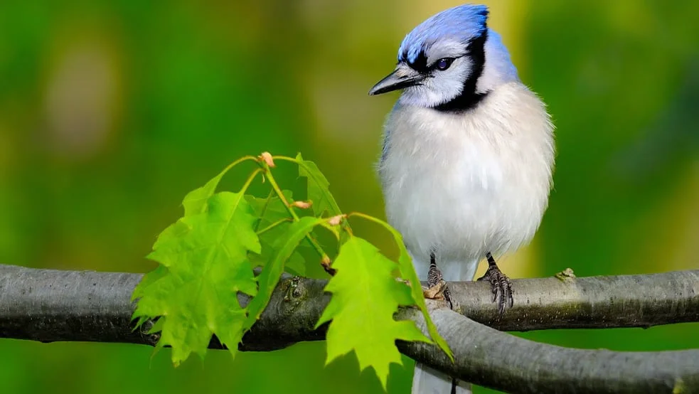 Birdwatch Live Cams
