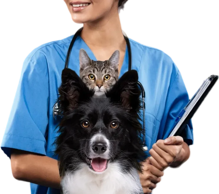 Vetsie.ai