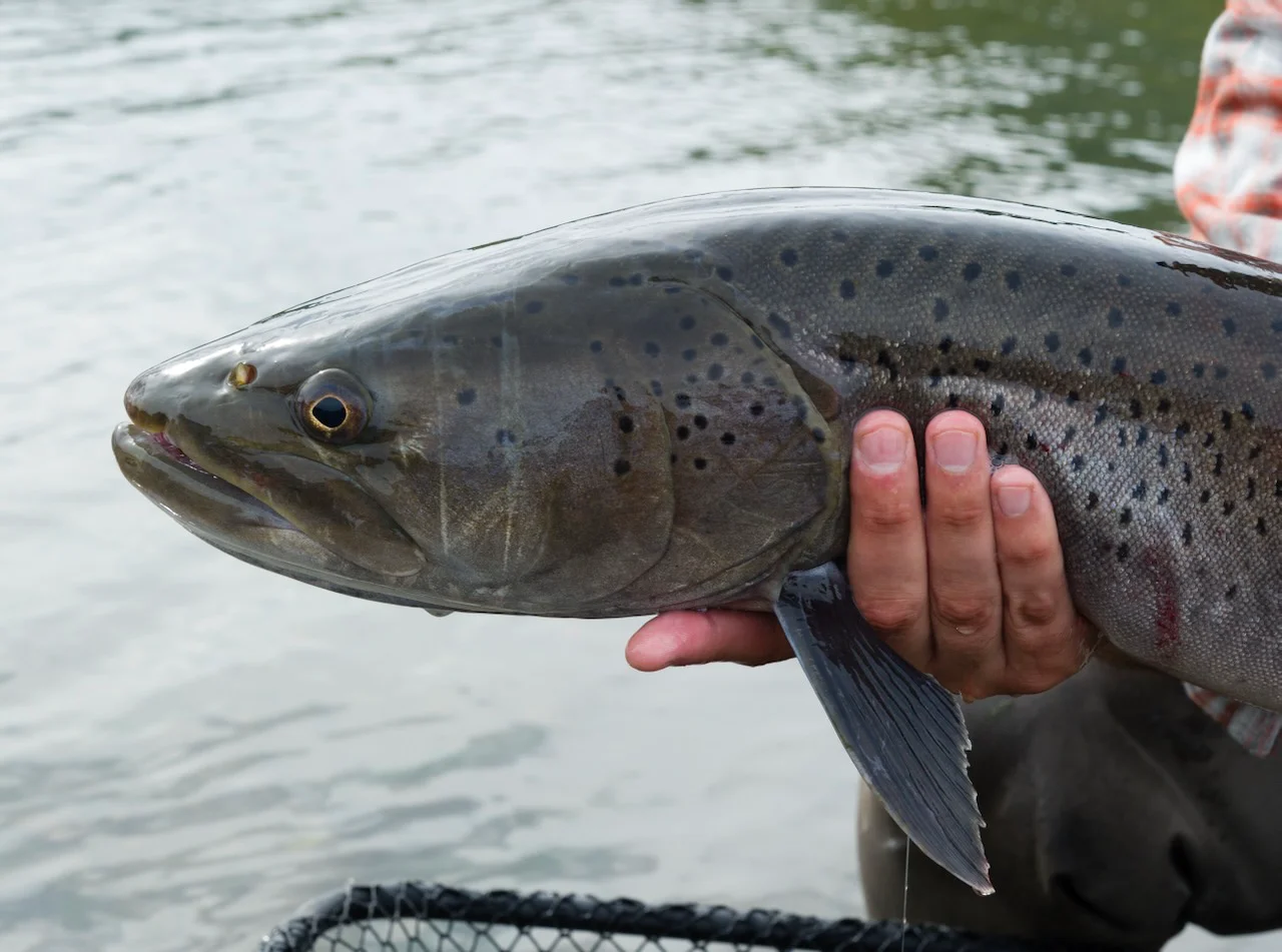 Current Fishing