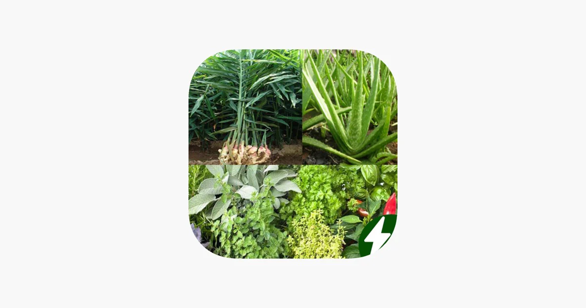Medicinal Plant Identifier