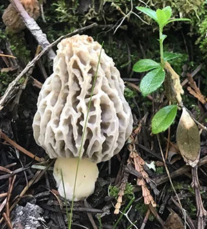 NAMA – North American Mycological Association