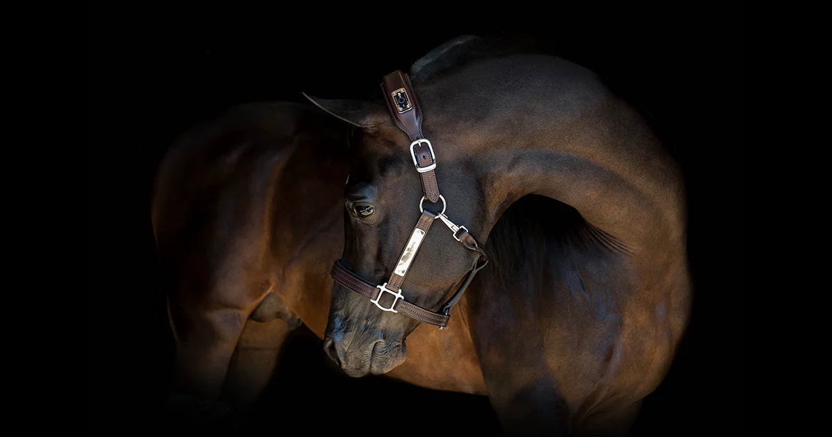 NIGHTWATCH Smart Halter