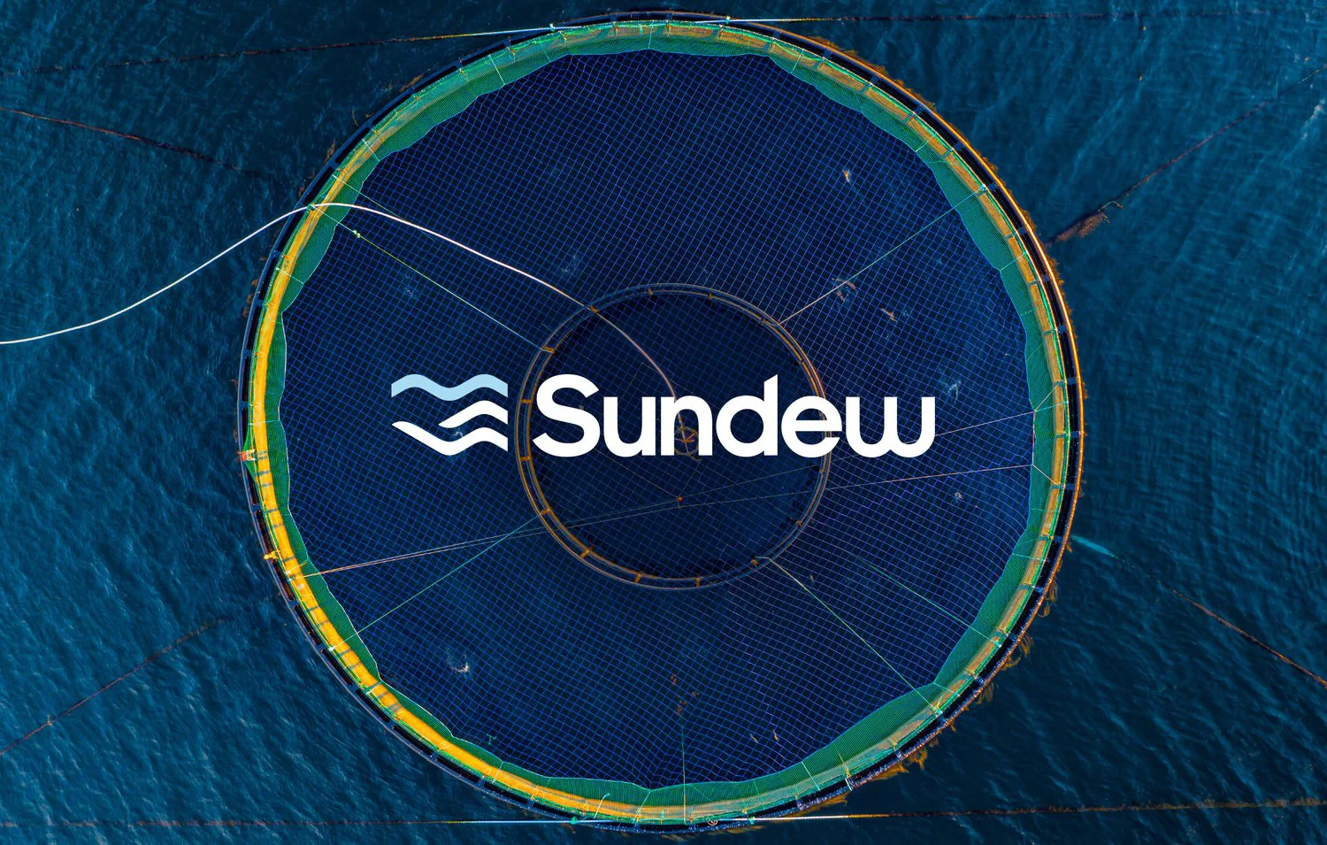 Sundew