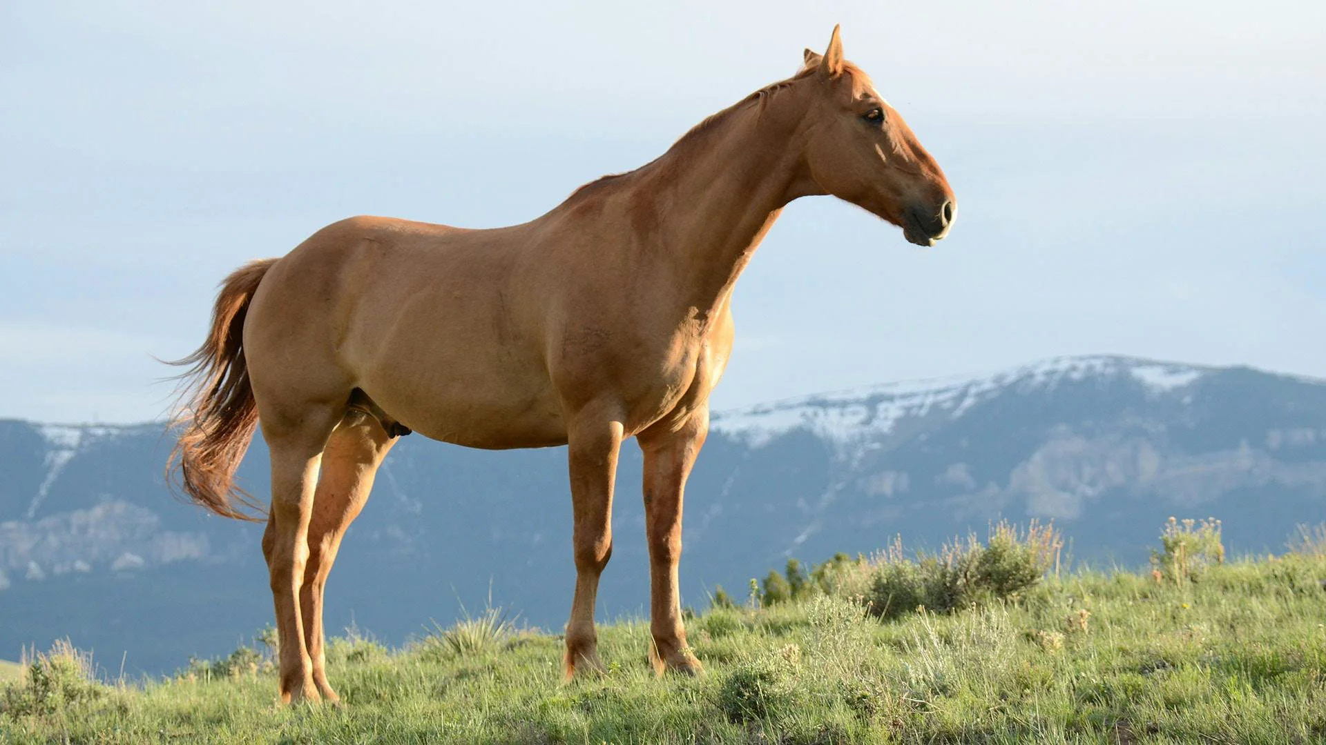 The Equine Documentalist