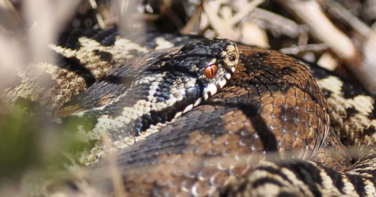 Amphibian and Reptile Conservation