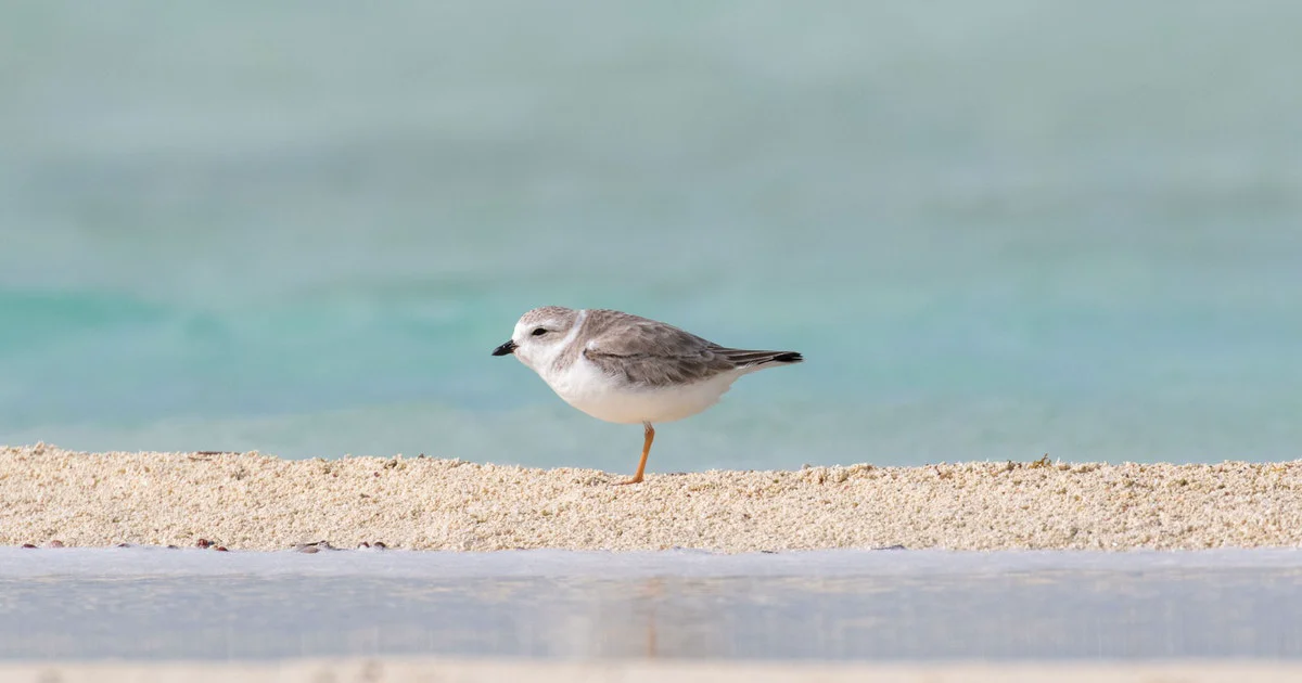 Audubon Bird Guide