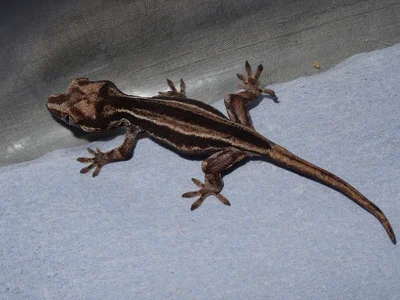A-V Geckos UK Morph Calculators