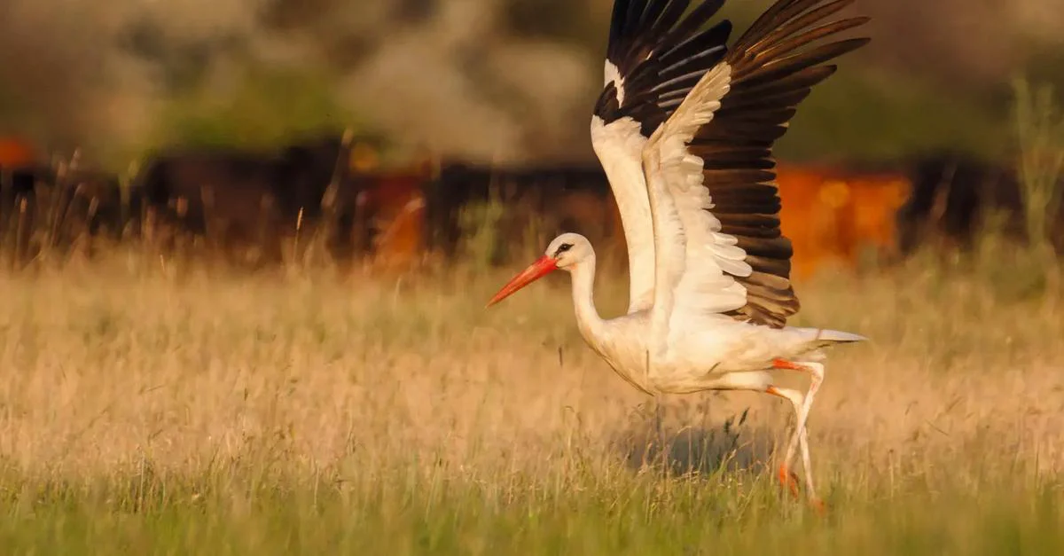 BirdLife DataZone