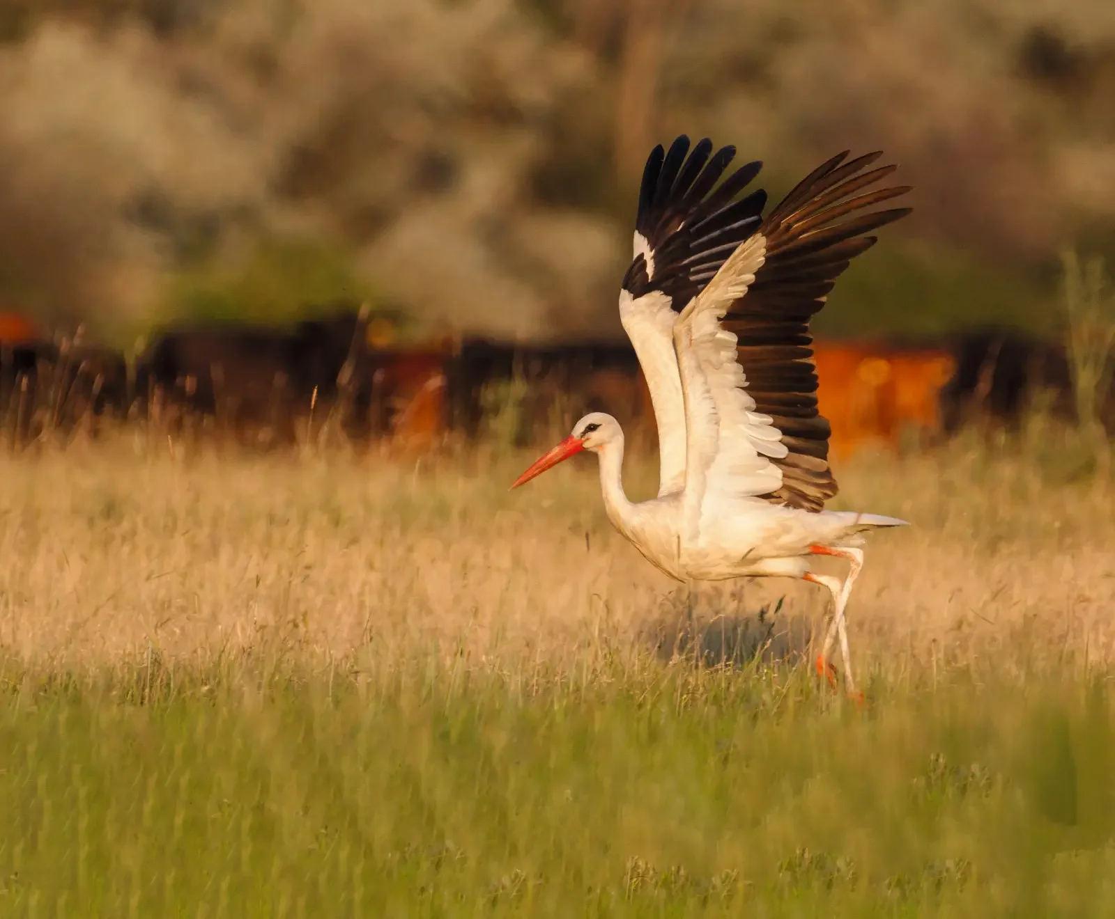BirdLife International