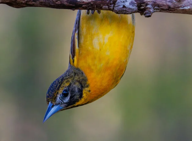 BirdNote