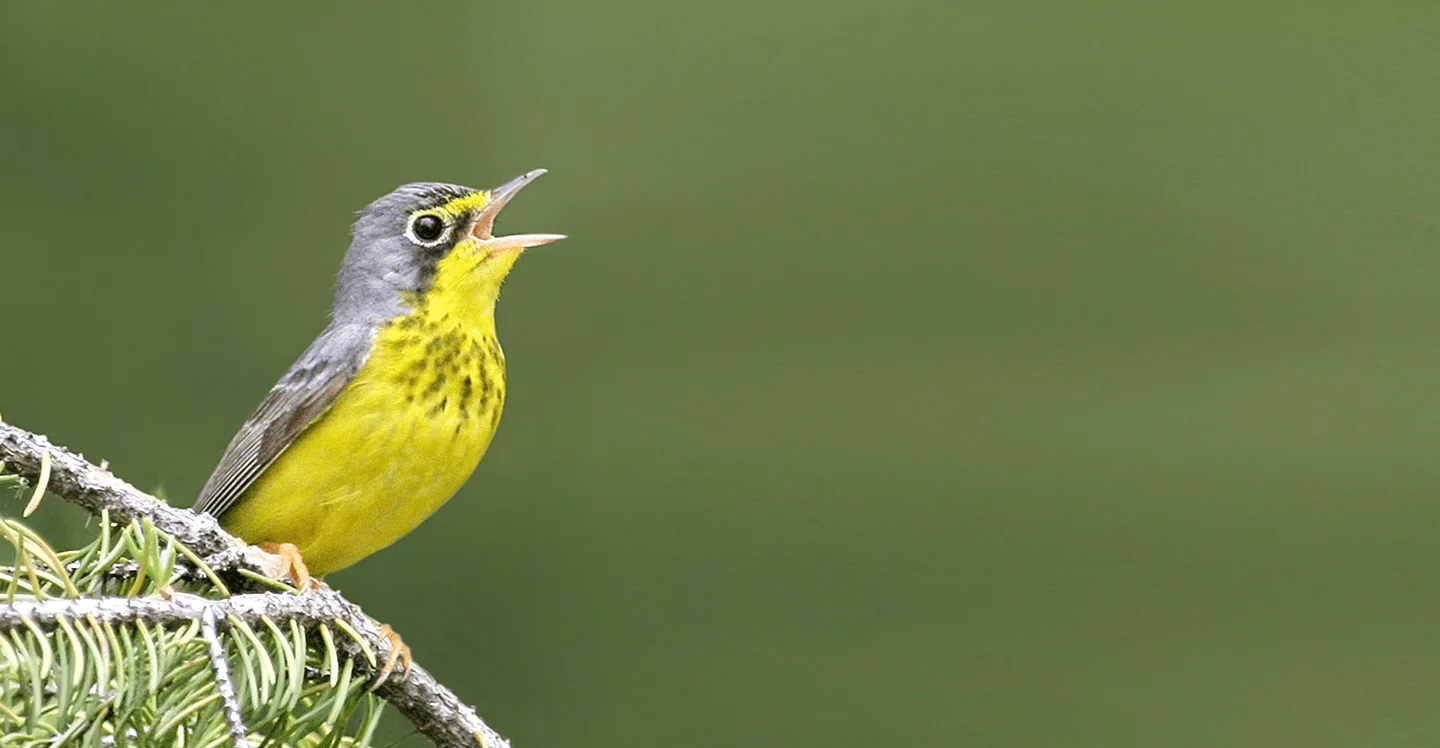 Birds Canada