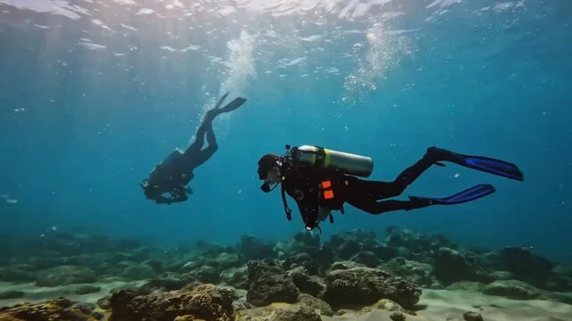 Coral Collective