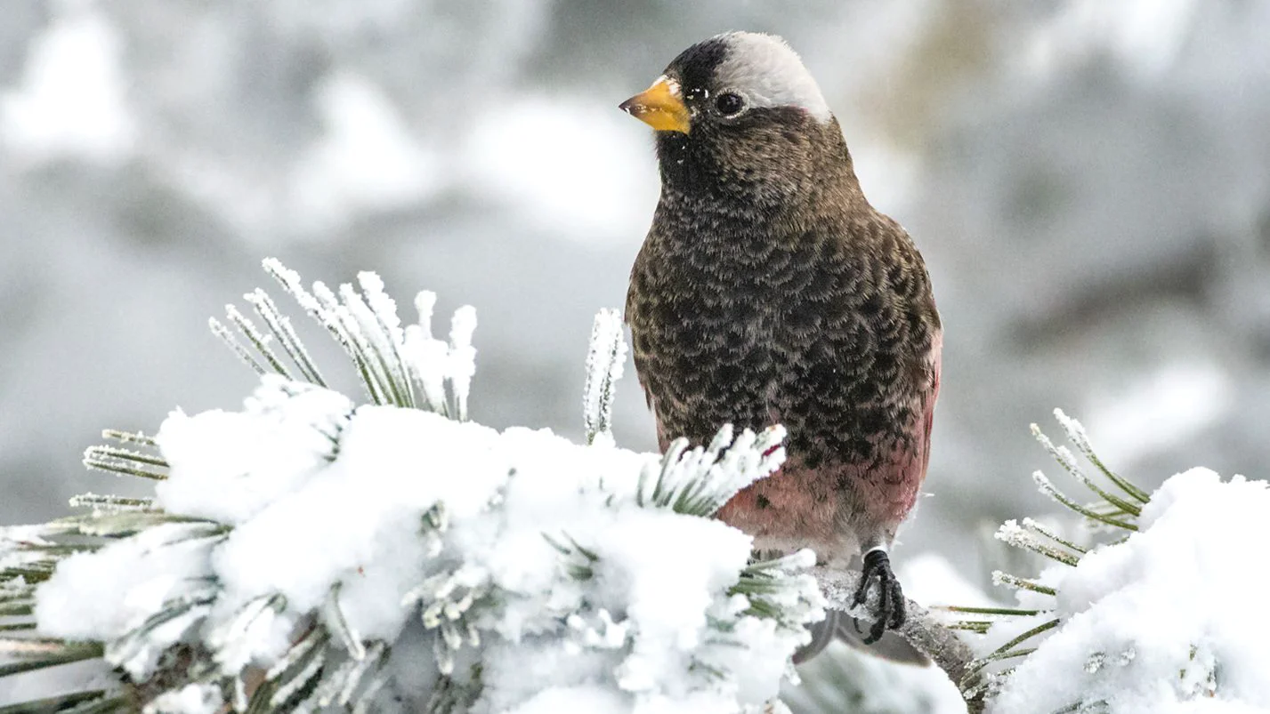 Cornell Lab of Ornithology