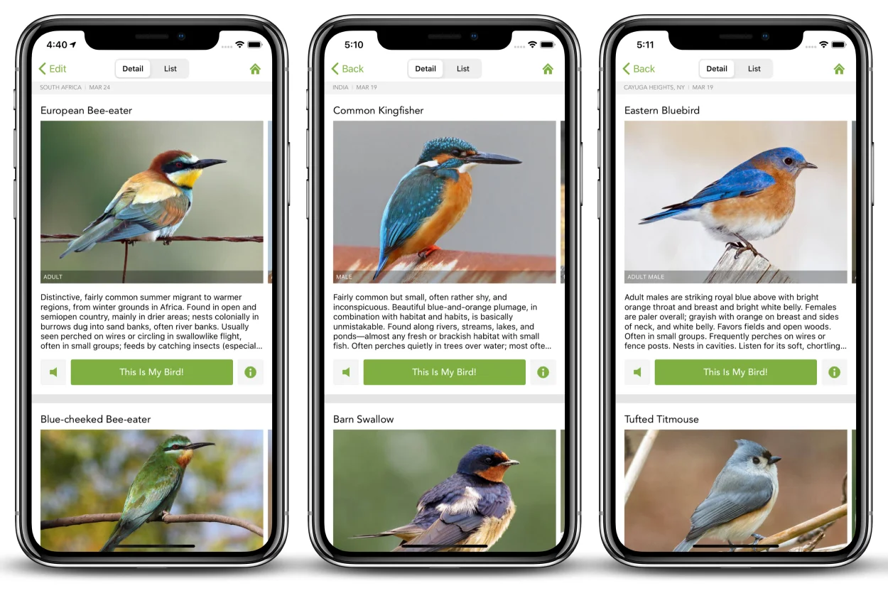 Cornell Merlin Bird ID