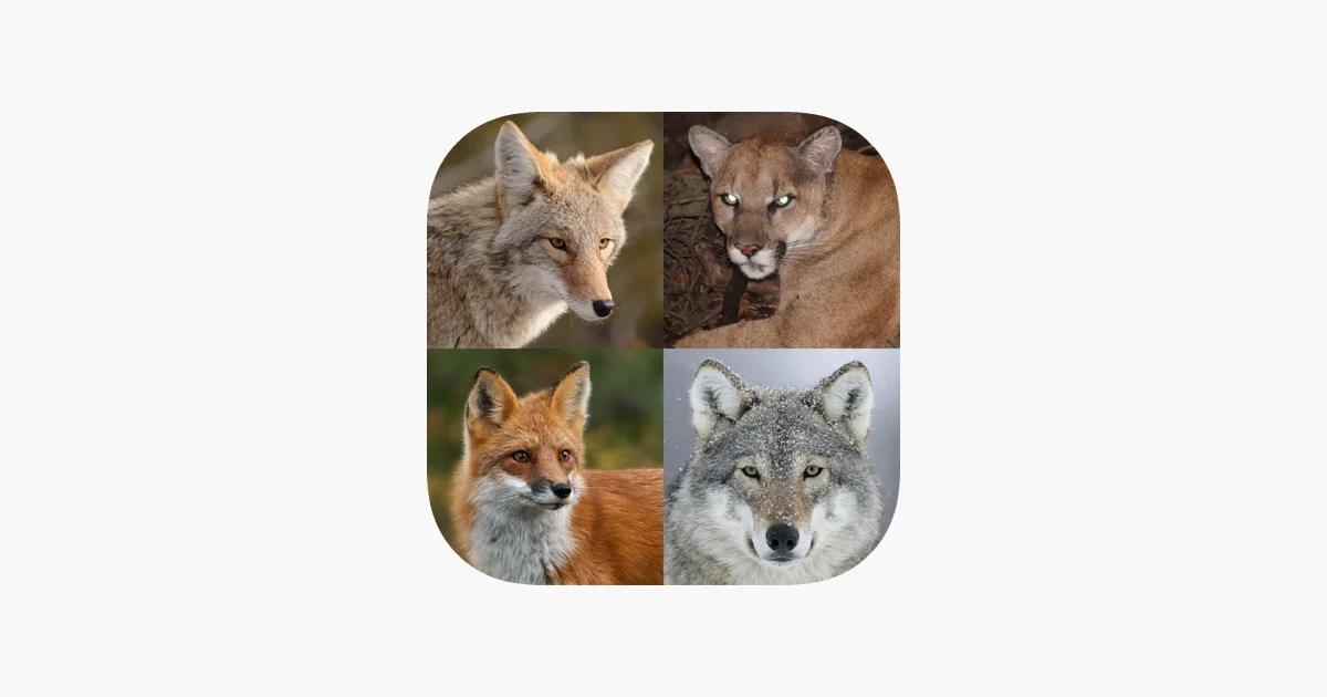Coyote & Predator Hunting Calls