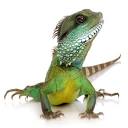 East Coast Reptile Super Expos