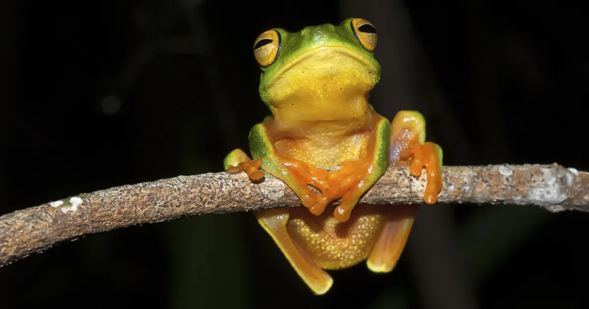 FrogID