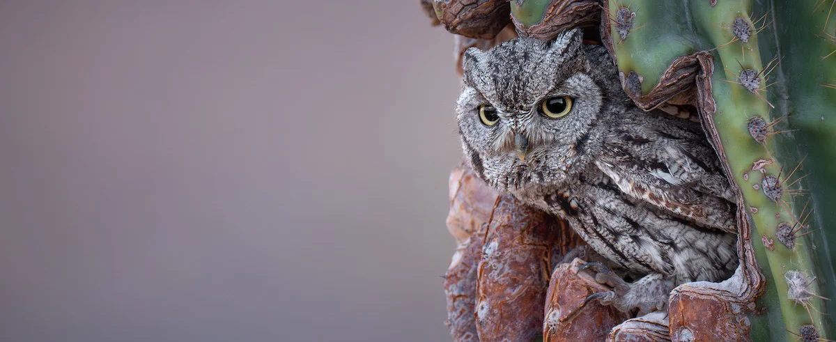 Birds of the World