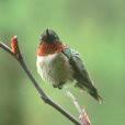 Hummingbird Tracker