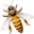 Lappe's Bee Supply