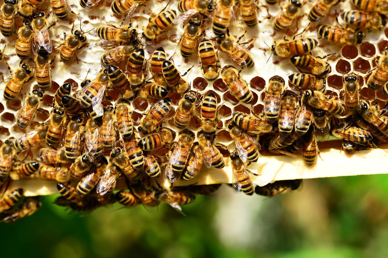 NCSU Apiculture Lab – BEES Online Courses