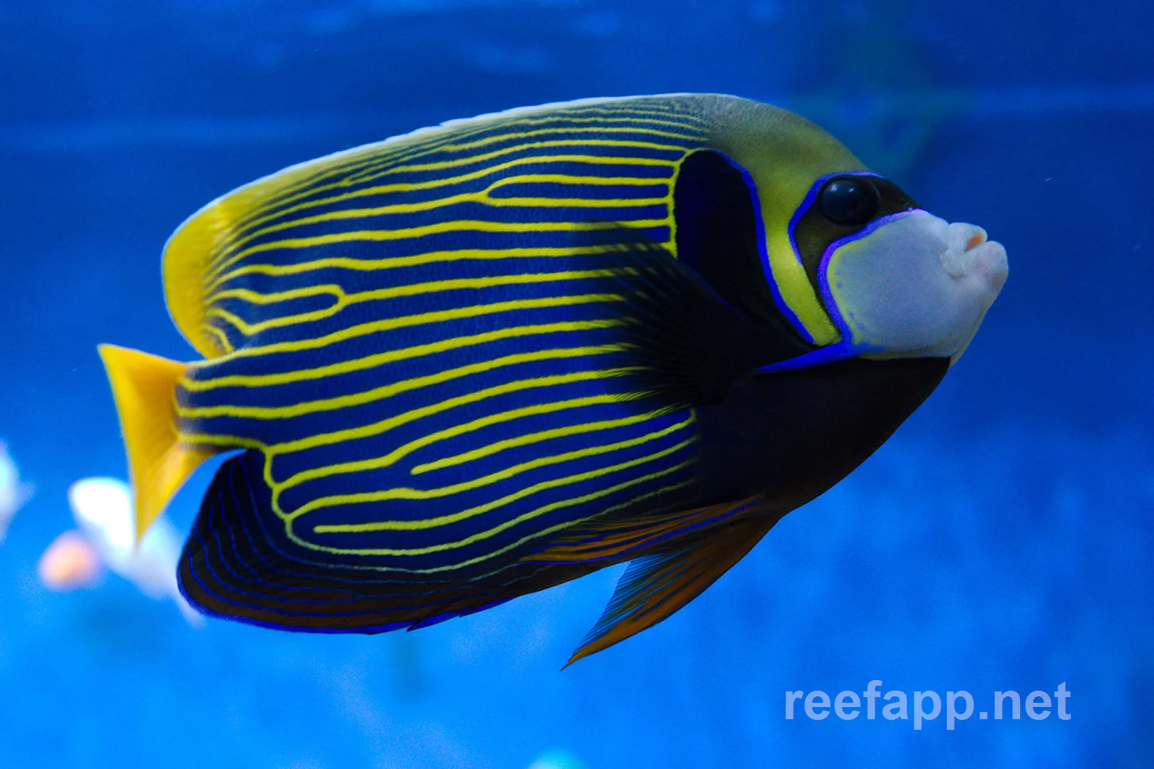 ReefApp