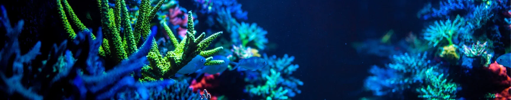 Reef Factory