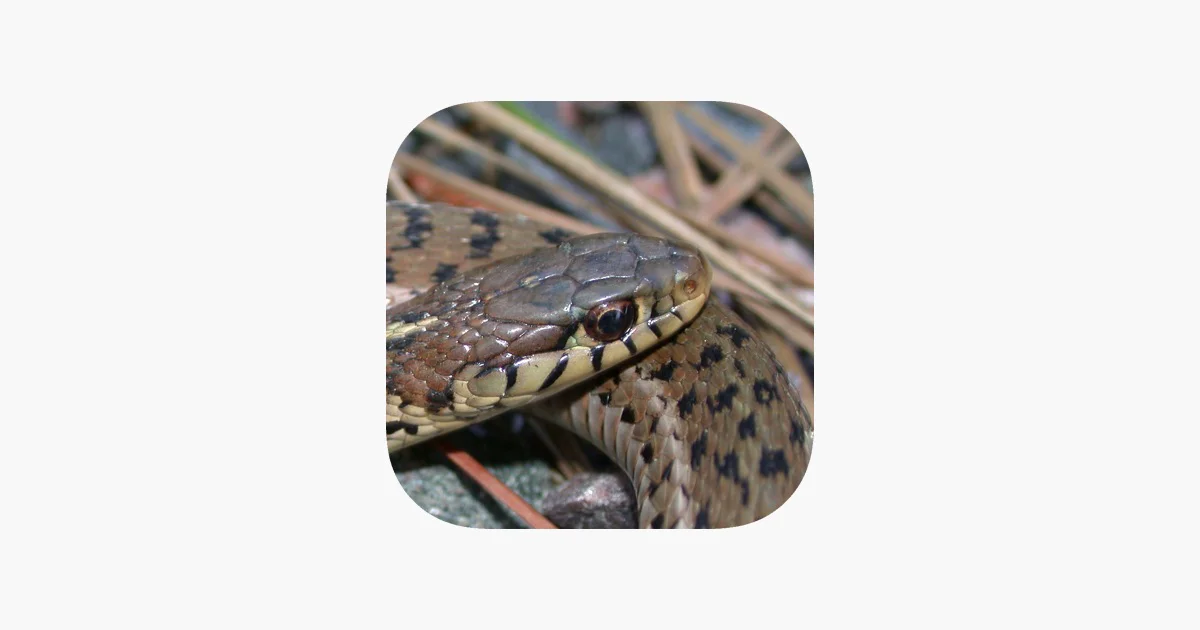 Snakes of North Carolina
