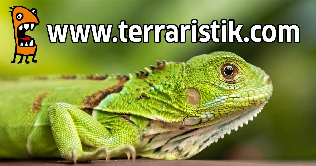 Terraristik