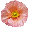 The Mini Rose Co.